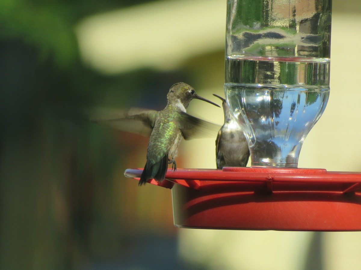 Black-chinned Hummingbird - ML621065282