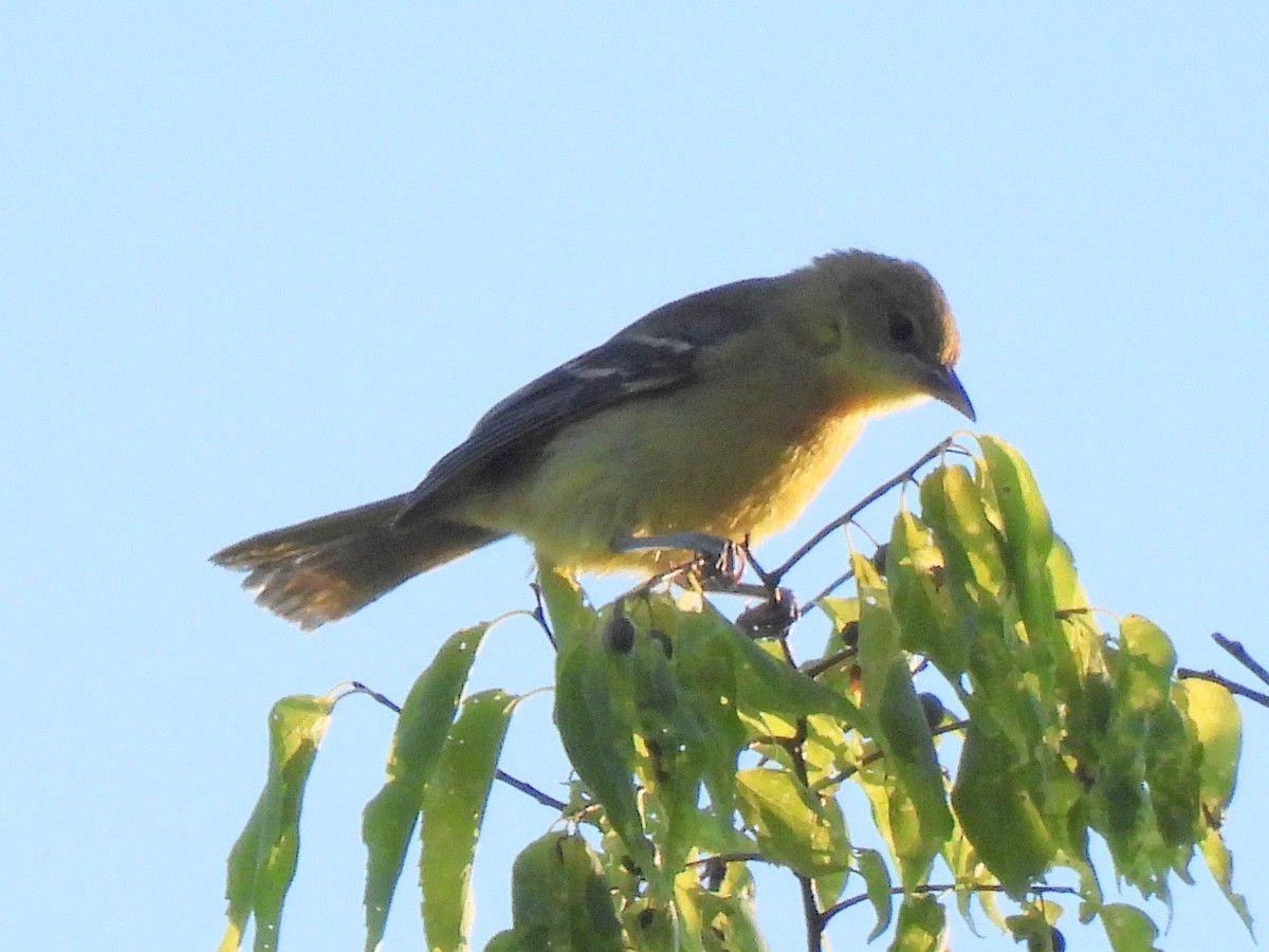 Orchard Oriole - ML621065297