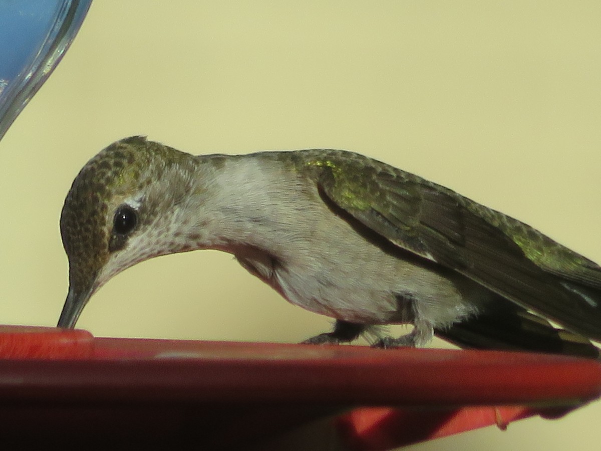 Black-chinned Hummingbird - ML621065304