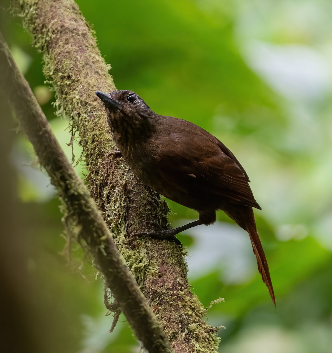 Streak-capped Treehunter - ML621065326