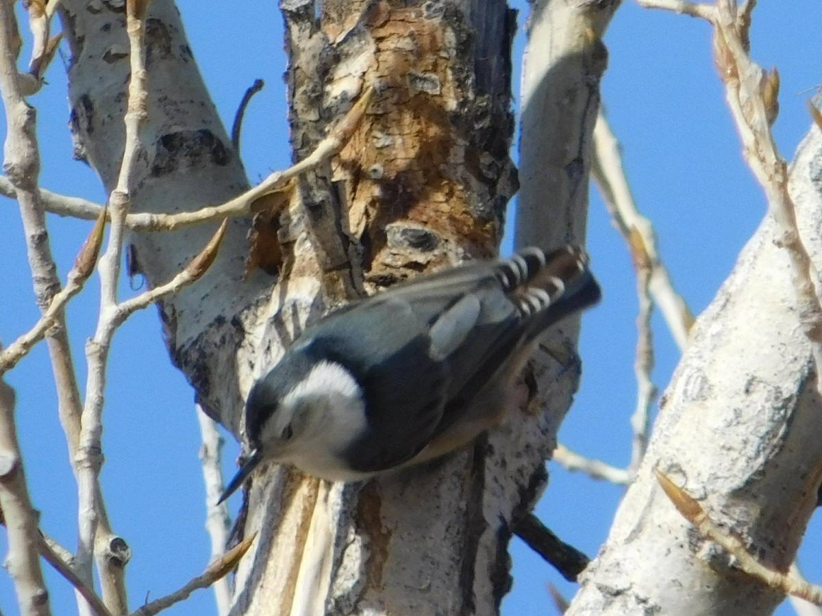 White-breasted Nuthatch - ML621065348