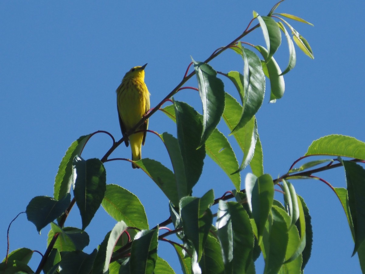 Yellow Warbler - Bill Bunn