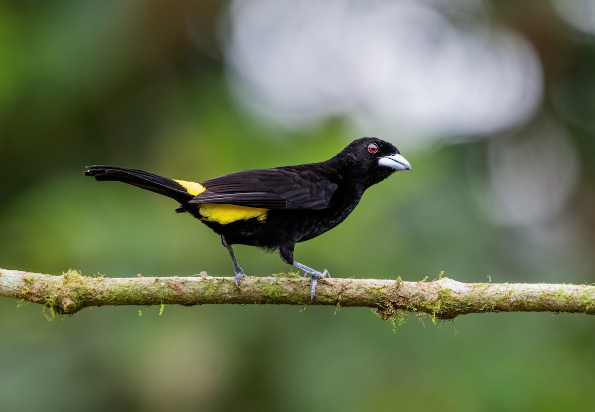 Flame-rumped Tanager (Lemon-rumped) - ML621065388