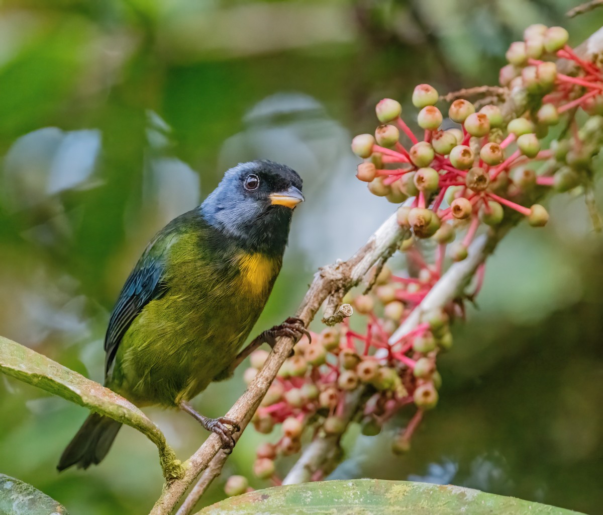 Moss-backed Tanager - ML621065398