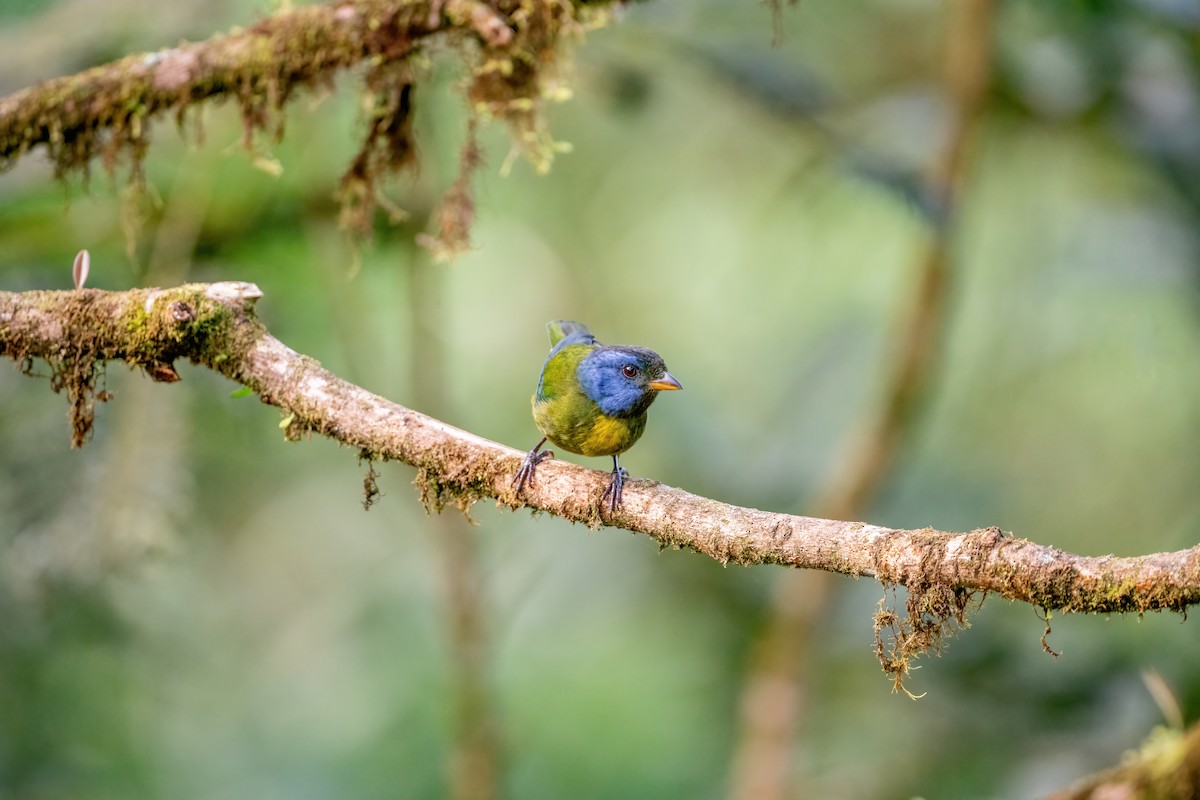 Moss-backed Tanager - ML621065400