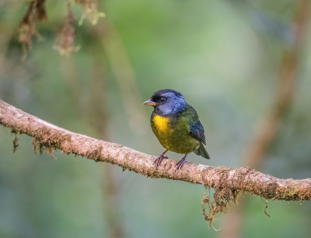 Moss-backed Tanager - ML621065401