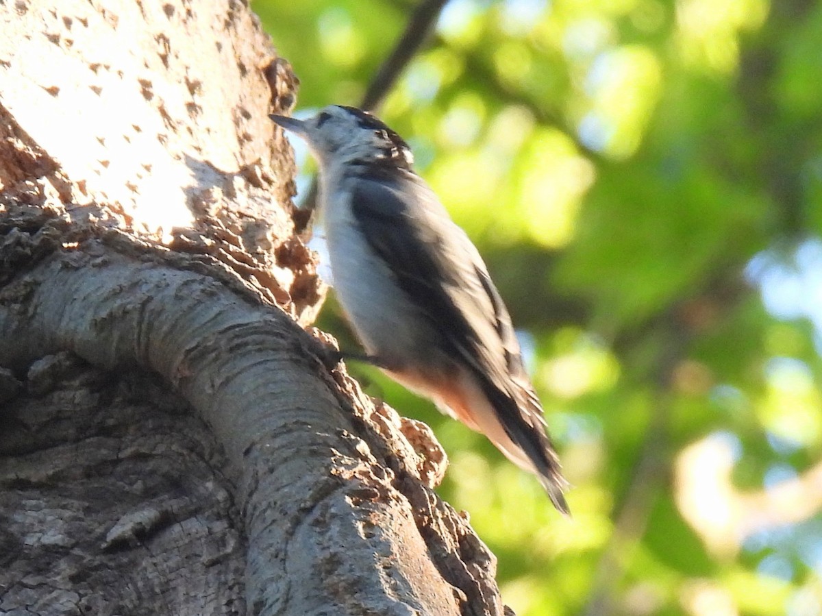 White-breasted Nuthatch - ML621065411