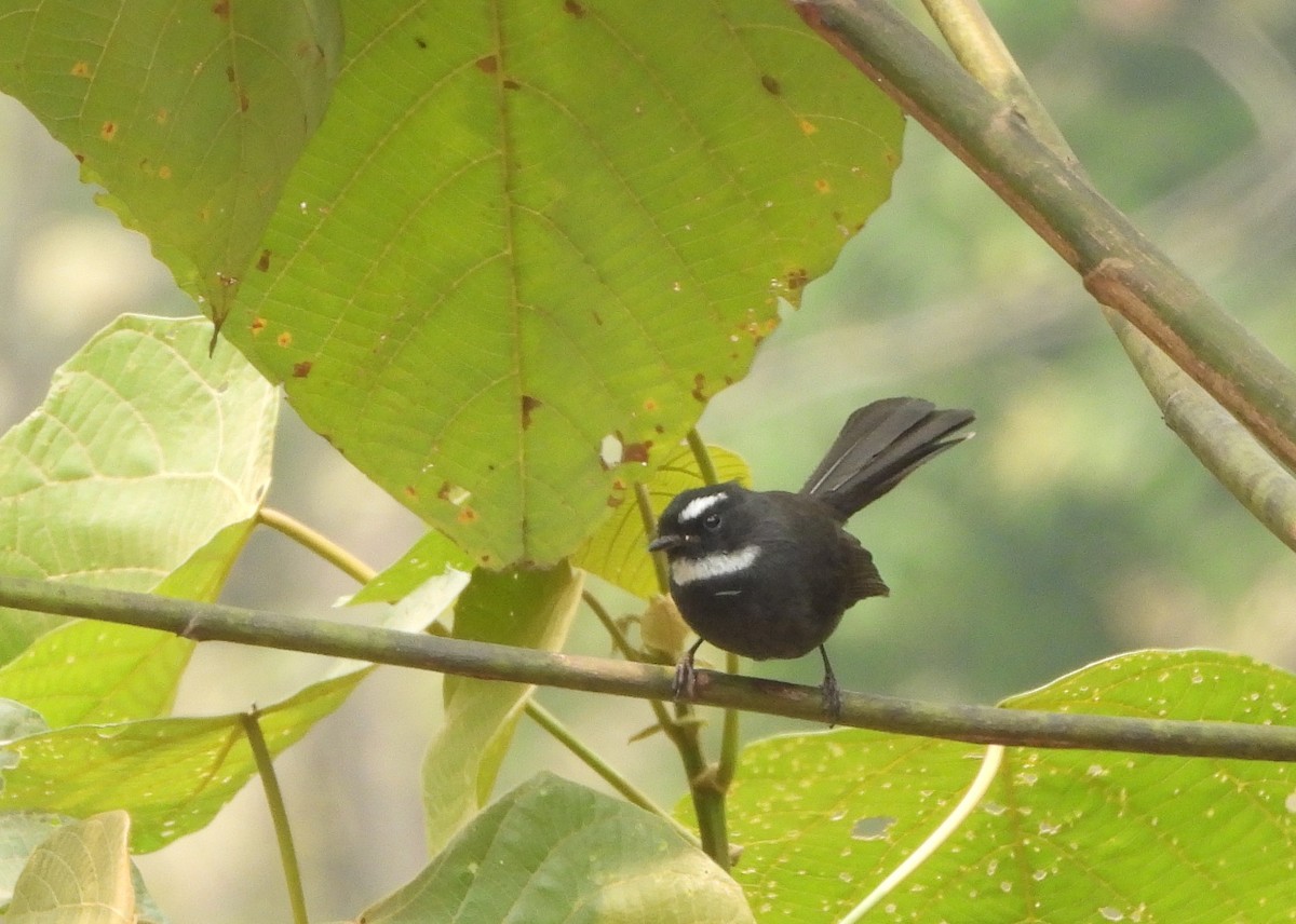 White-throated Fantail - ML621065413