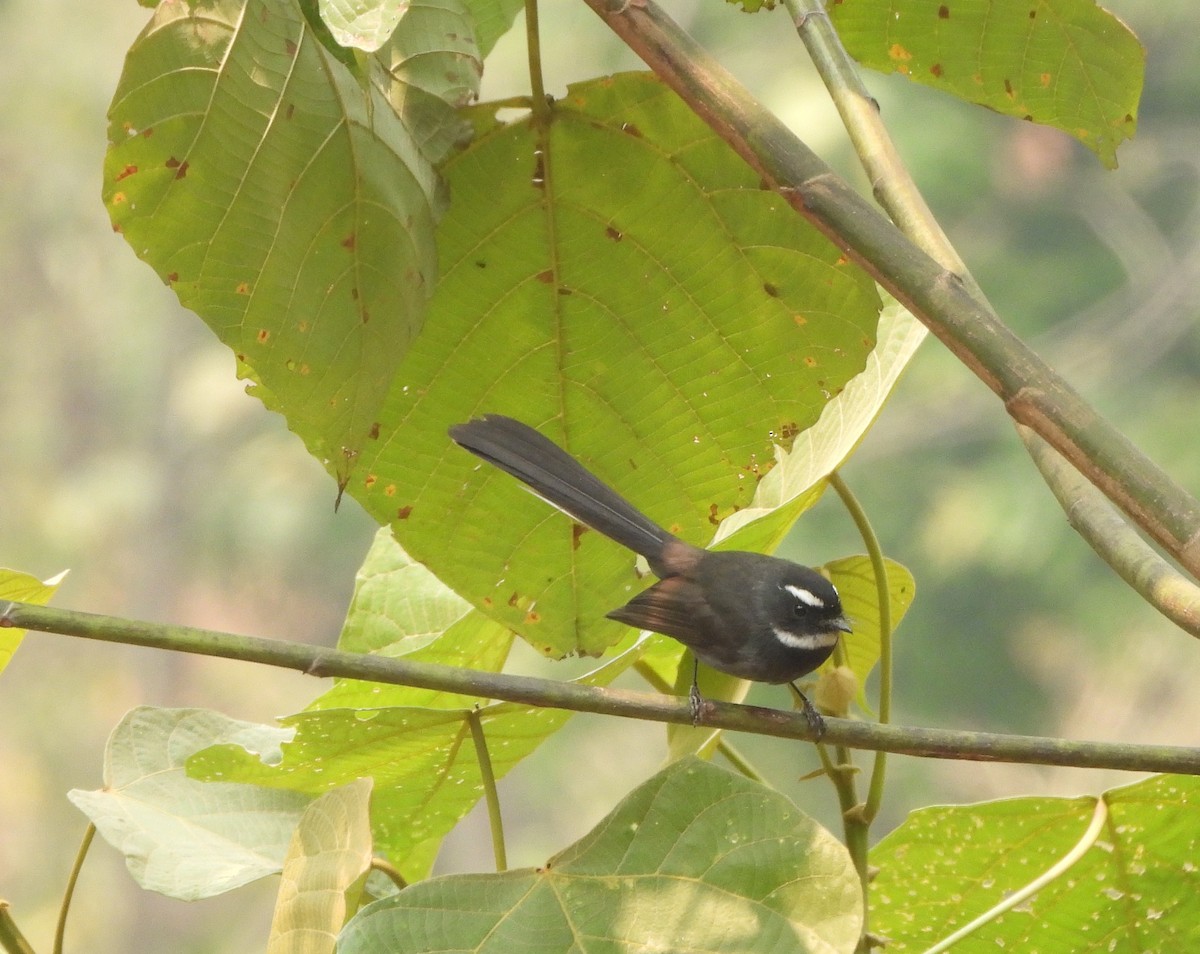 White-throated Fantail - ML621065414