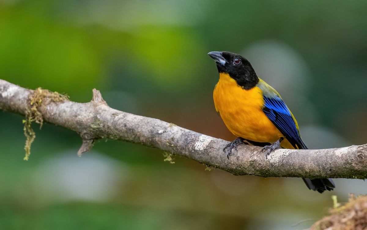 Black-chinned Mountain Tanager - ML621065415