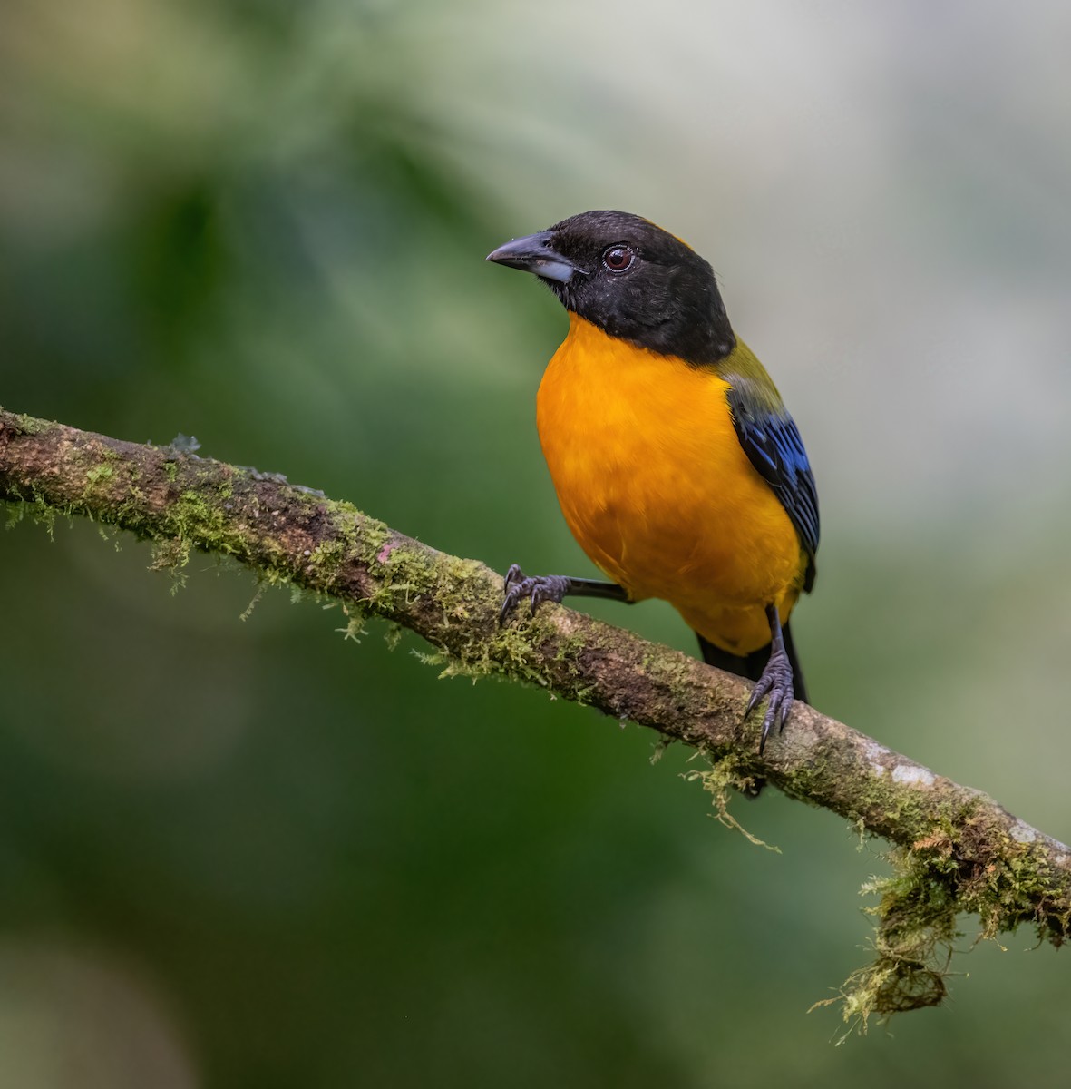 Black-chinned Mountain Tanager - ML621065416