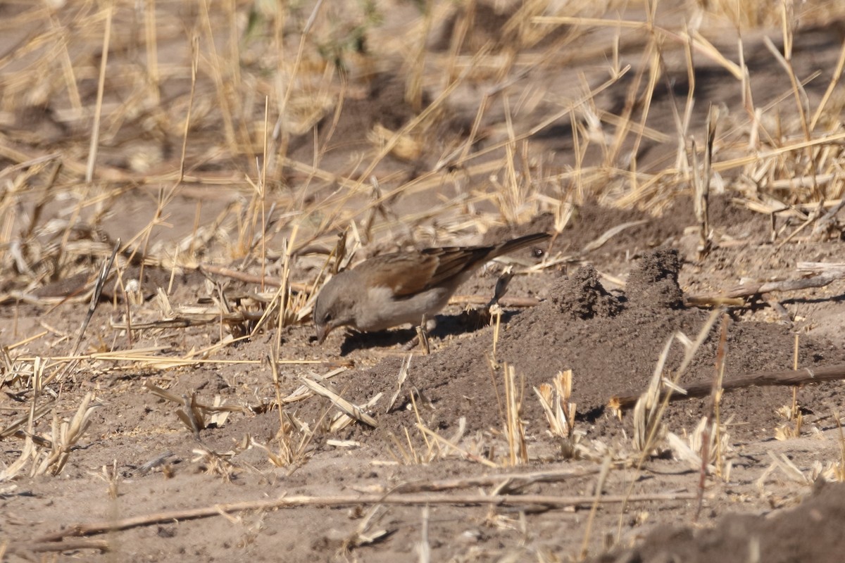 Southern Gray-headed Sparrow - ML621065422