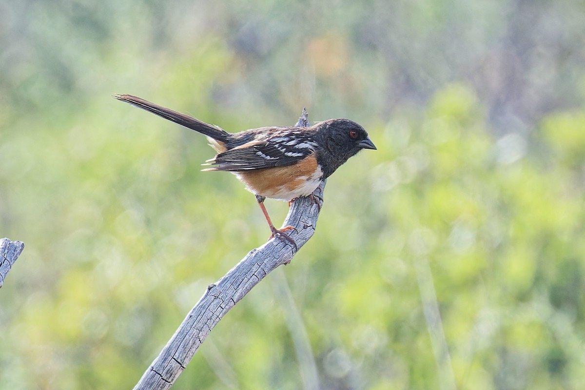 Spotted Towhee - ML621065478