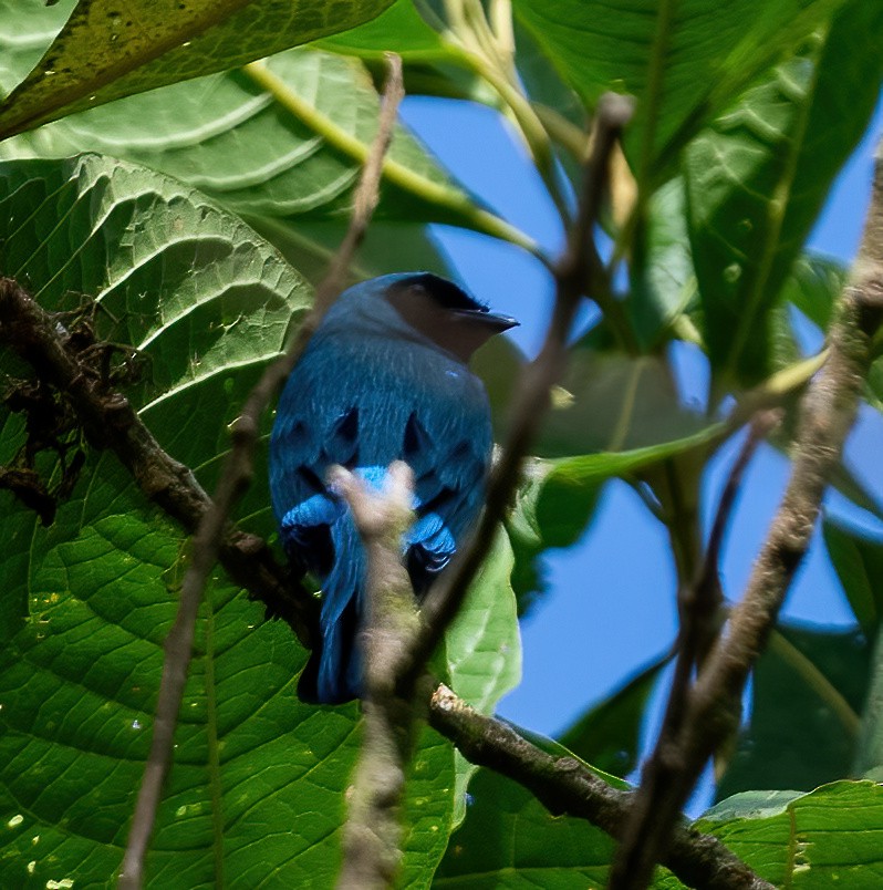 Swallow Tanager - Leah Turner