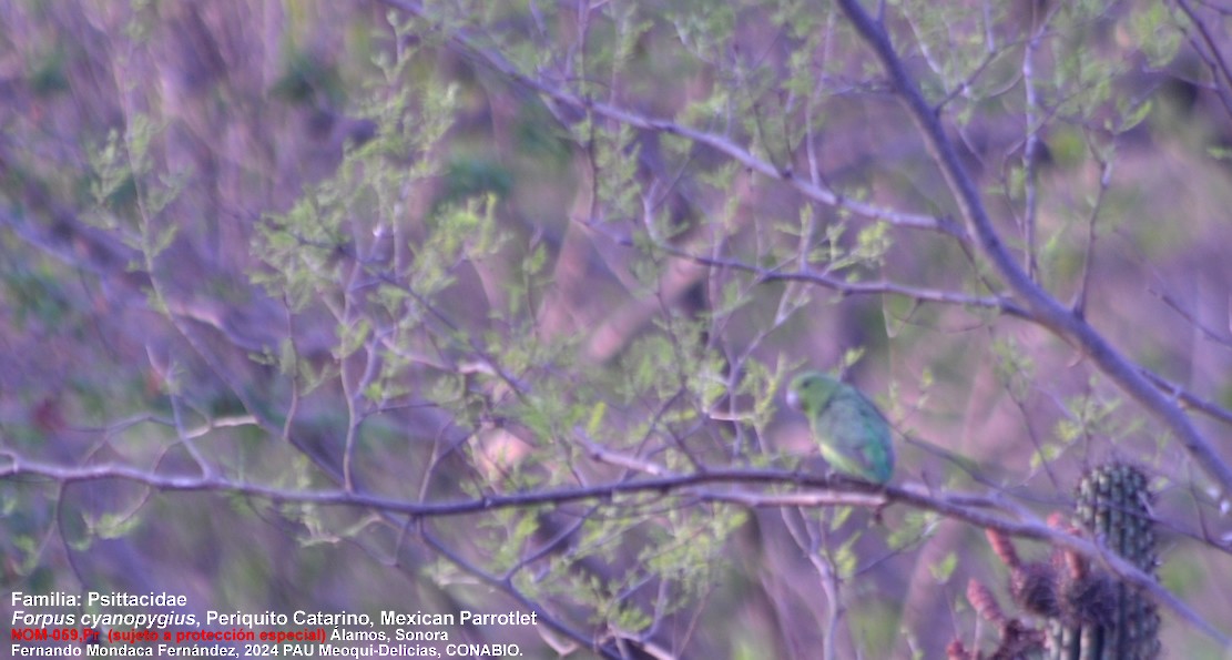 Mexican Parrotlet (Mexican) - ML621065522