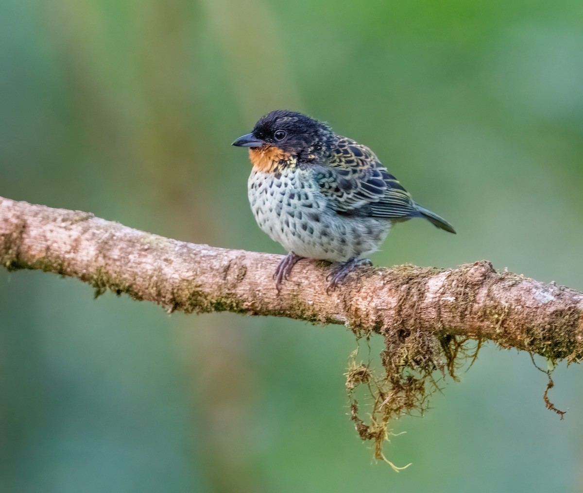 Rufous-throated Tanager - ML621065525