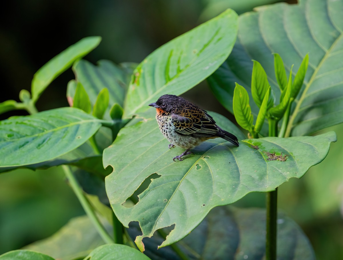 Rufous-throated Tanager - ML621065526