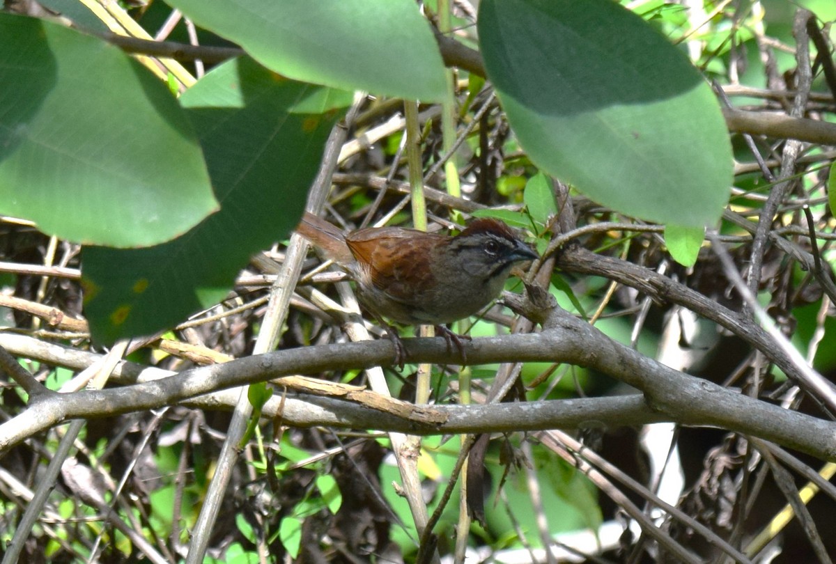 Rusty Sparrow - ML621065535