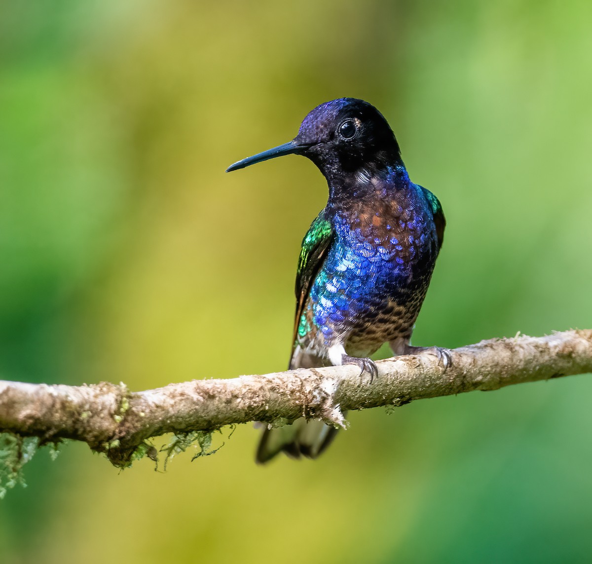 kolibřík hyacintový - ML621065555