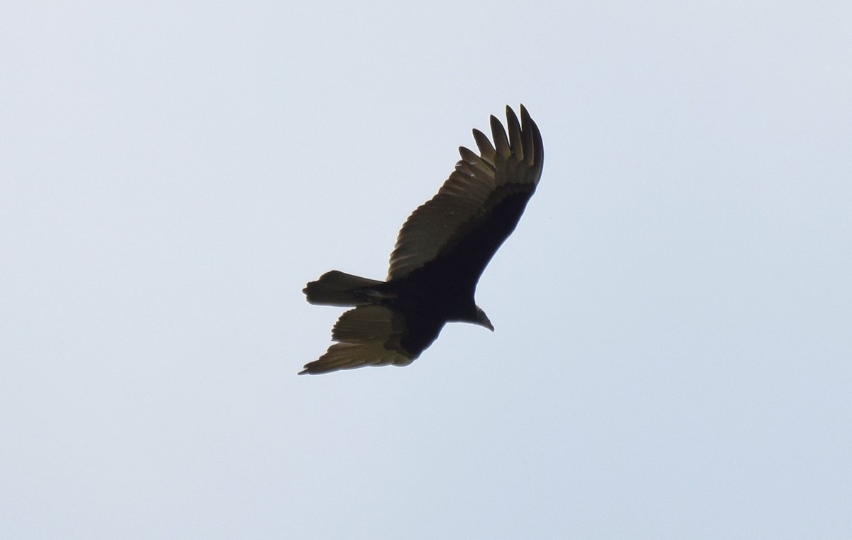 Turkey Vulture - ML621065563