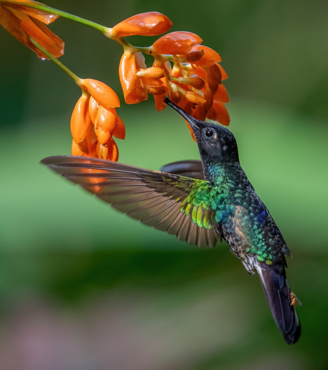 kolibřík hyacintový - ML621065566
