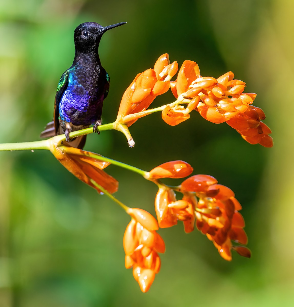 kolibřík hyacintový - ML621065567