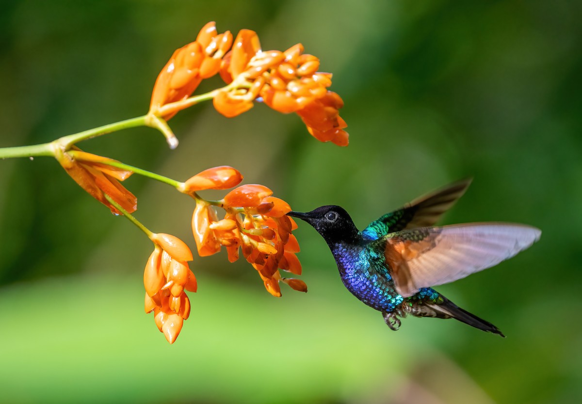 kolibřík hyacintový - ML621065570