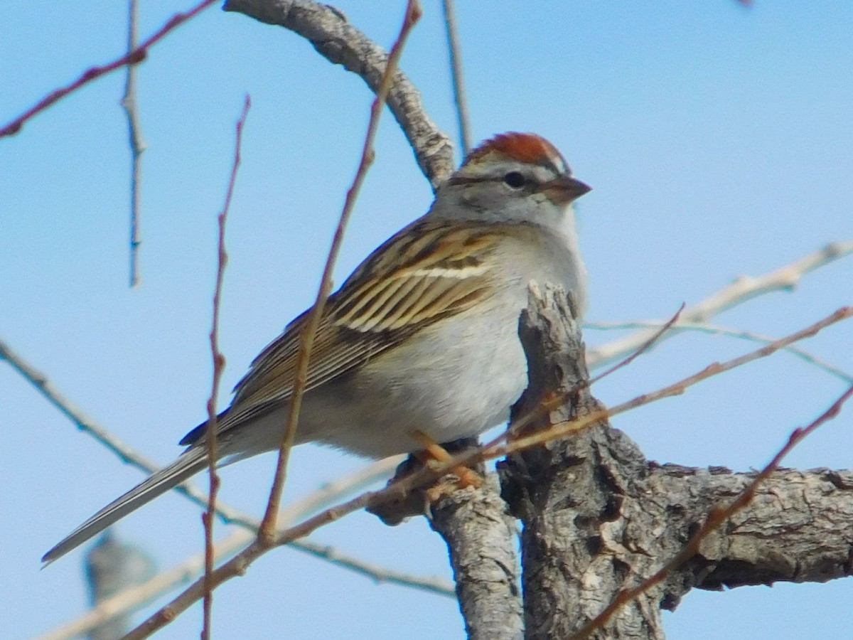 Chipping Sparrow - ML621065577