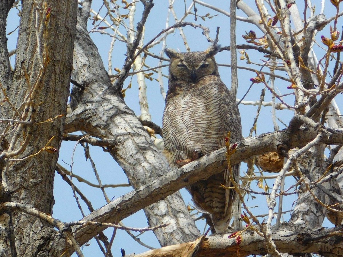 Great Horned Owl - ML621065580