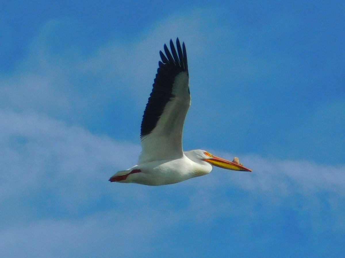 pelikán severoamerický - ML621065585