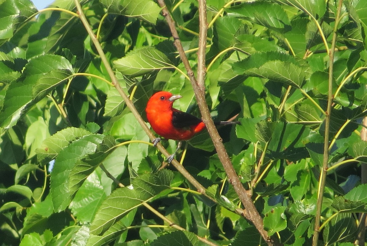 Scarlet Tanager - ML621065592