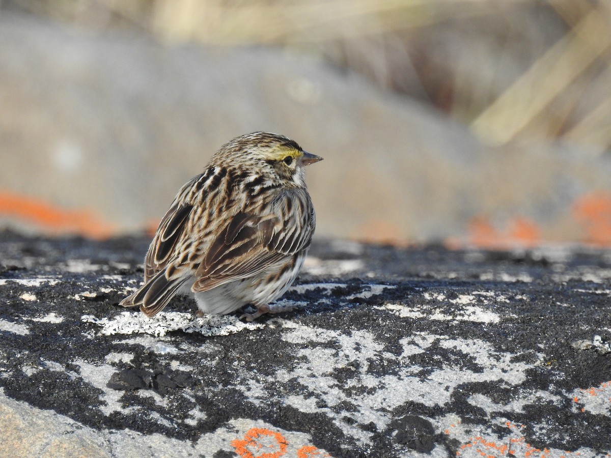 Savannah Sparrow - ML621065594