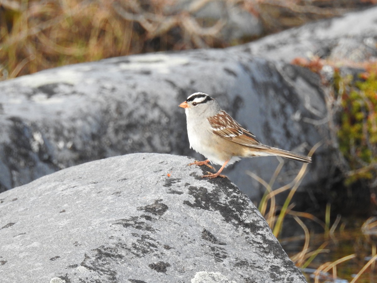 White-crowned Sparrow - ML621065595