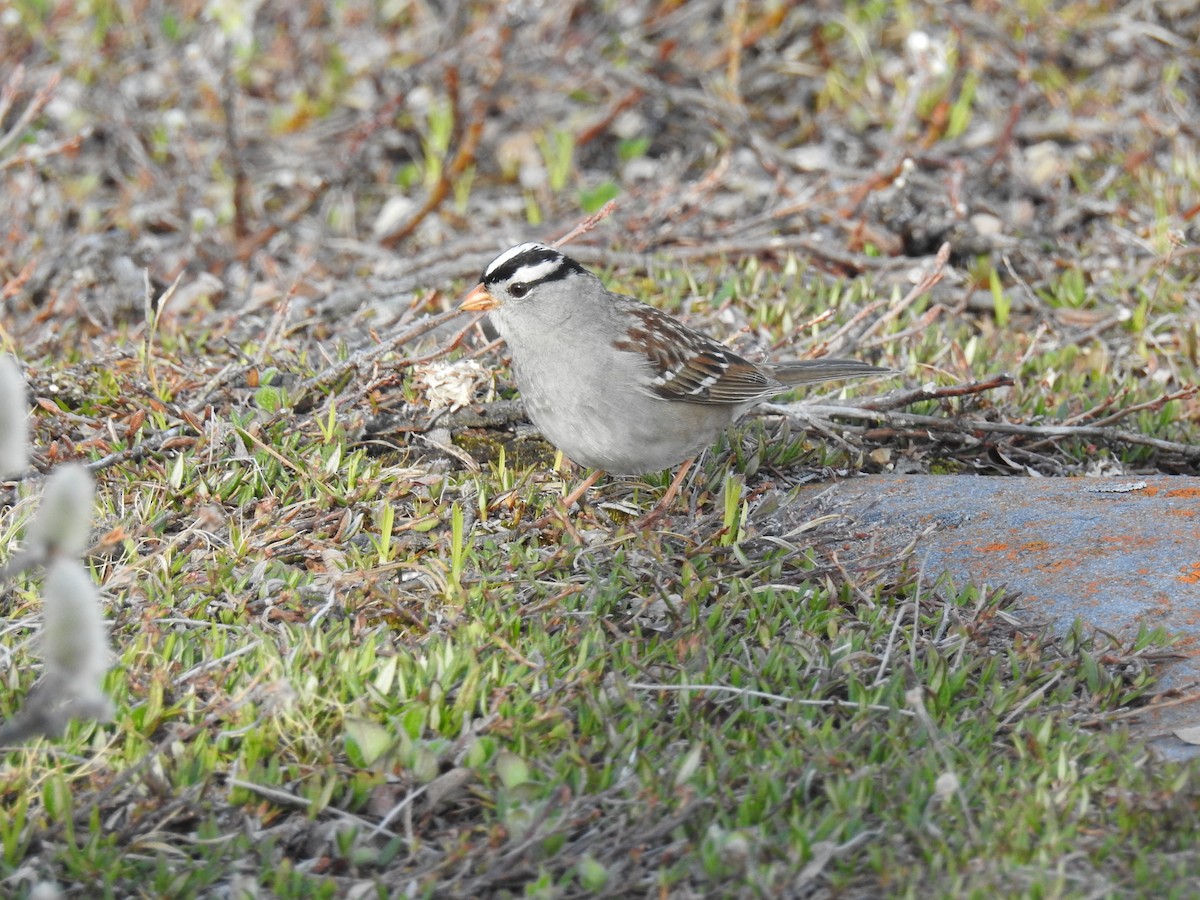 White-crowned Sparrow - ML621065596