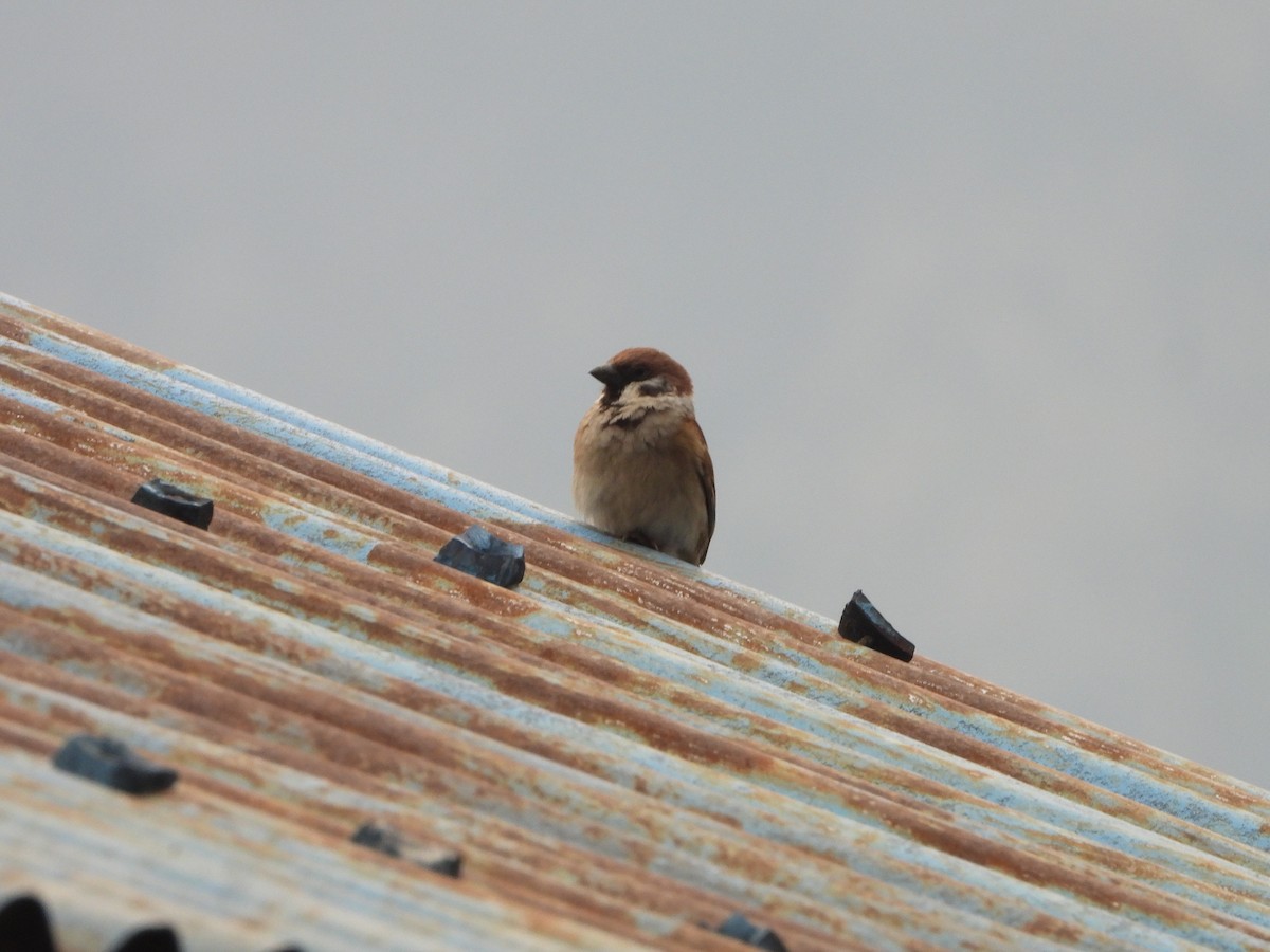 Eurasian Tree Sparrow - ML621065616