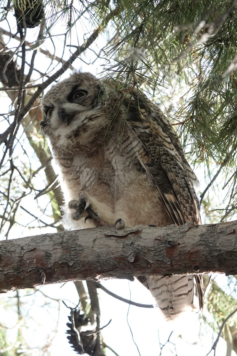 Great Horned Owl - ML621065618