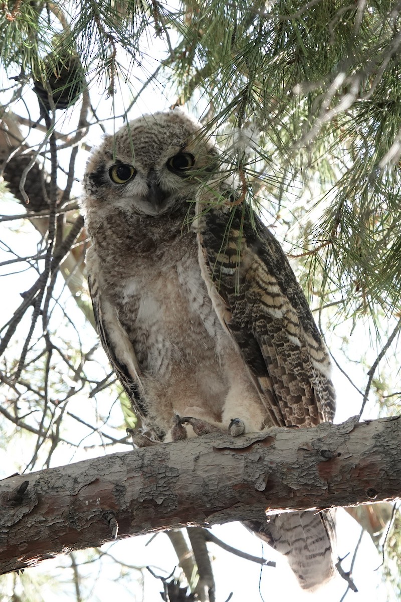 Great Horned Owl - ML621065619