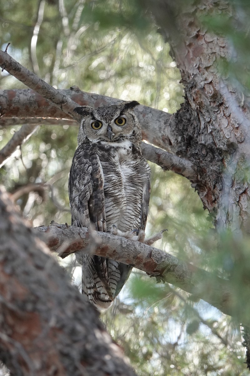 Great Horned Owl - ML621065620
