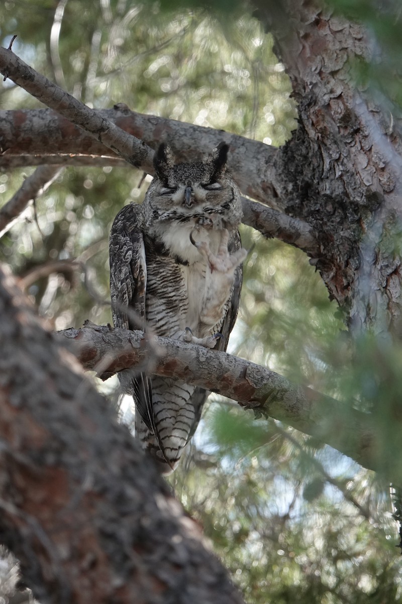 Great Horned Owl - ML621065621