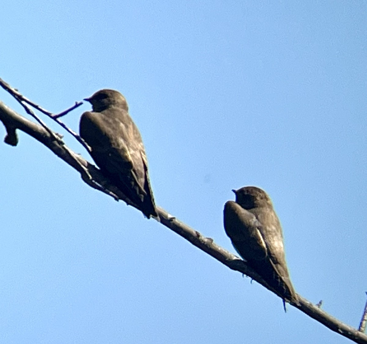 Northern Rough-winged Swallow - ML621065626