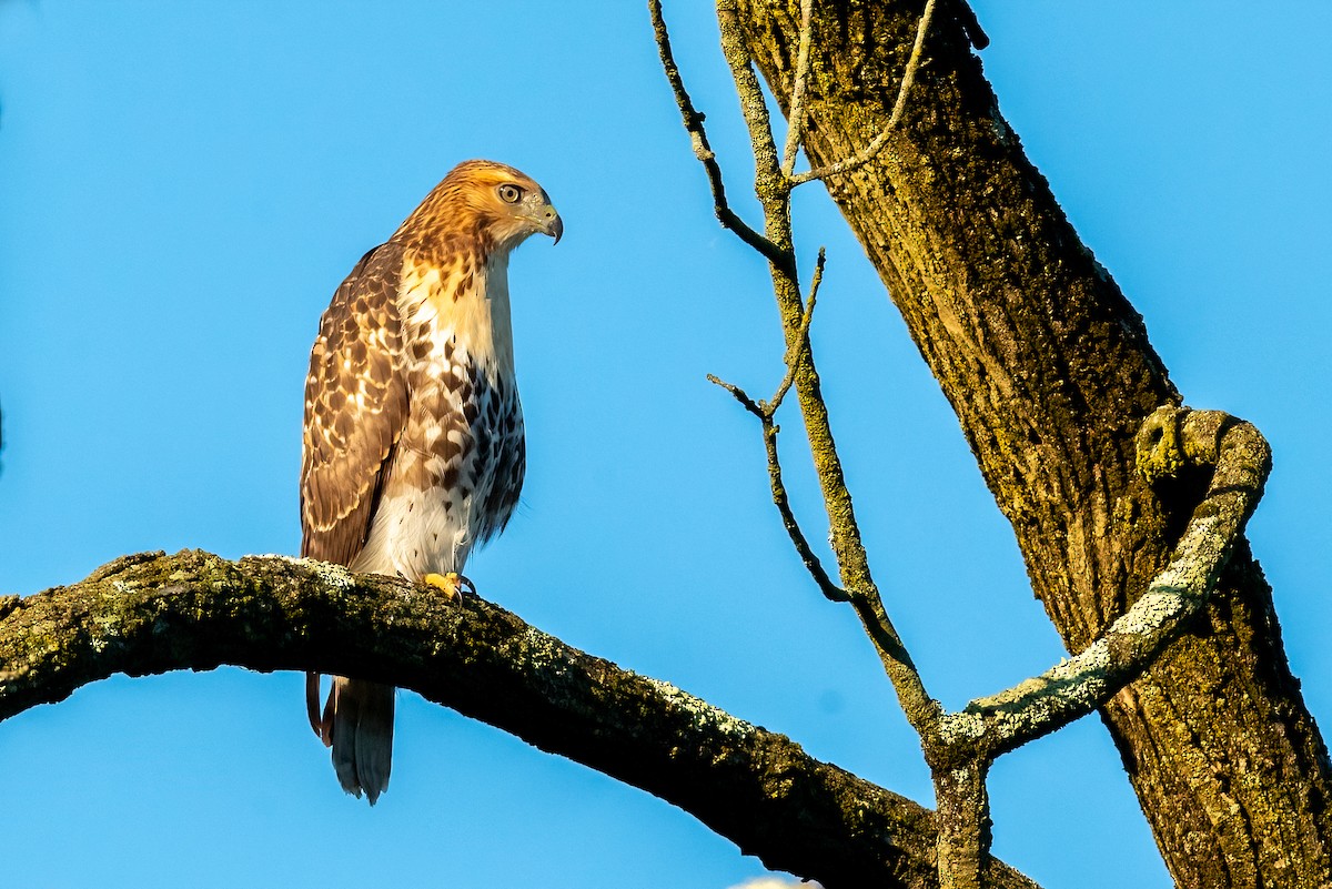 Red-tailed Hawk - ML621065637