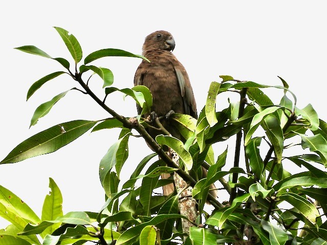 Seychelles Parrot - Peter Ashley
