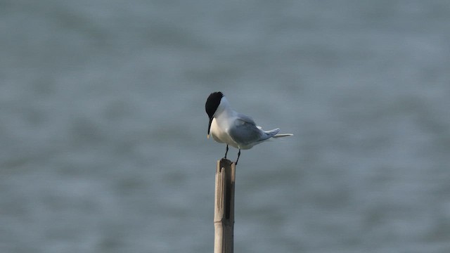 Sandwich Tern - ML621065661