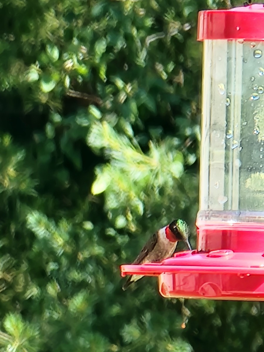 Ruby-throated Hummingbird - ML621065676