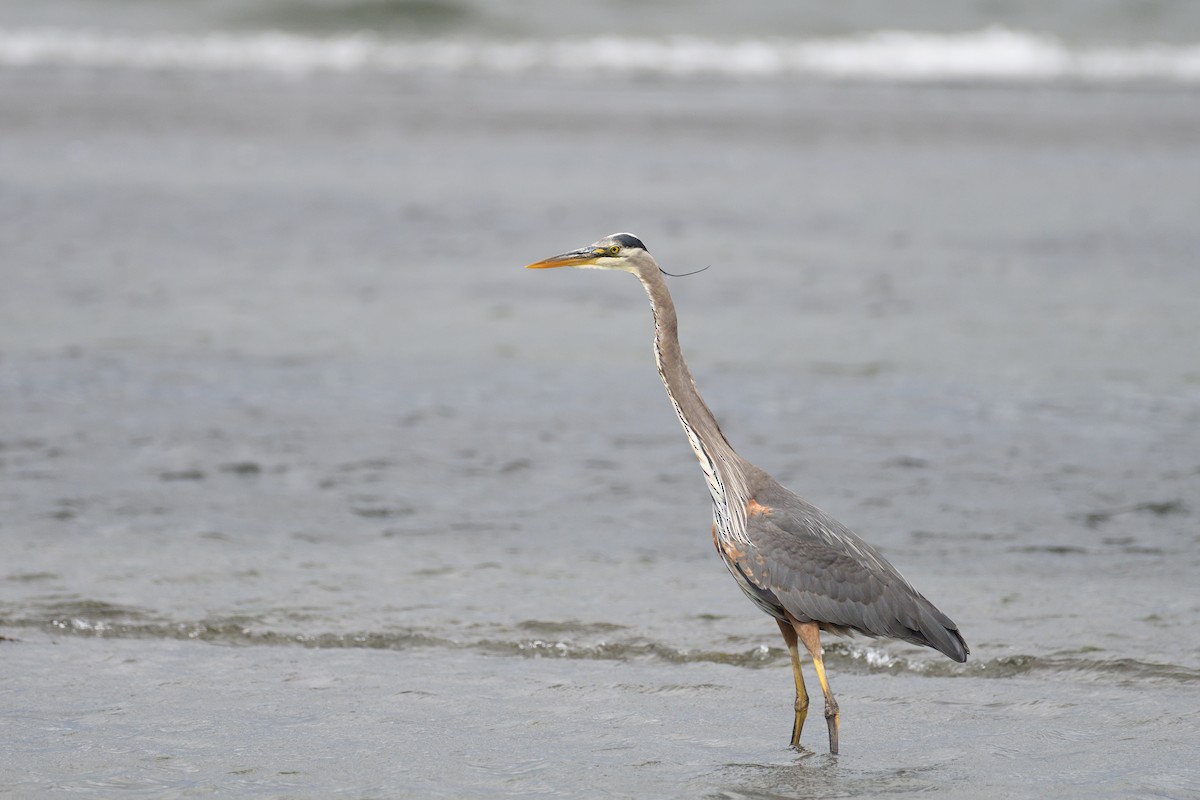 Great Blue Heron (Great Blue) - terence zahner