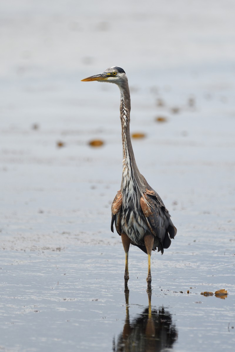 Great Blue Heron (Great Blue) - terence zahner
