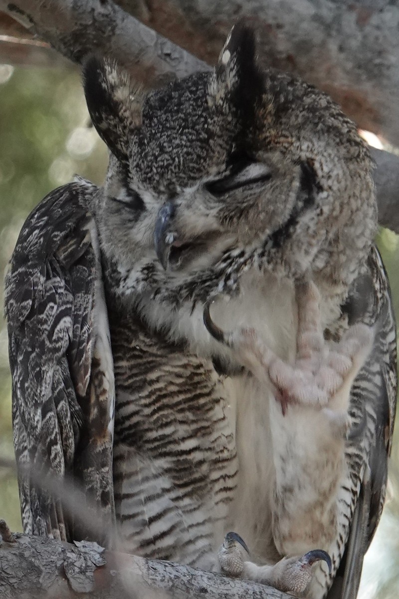 Great Horned Owl - ML621065716