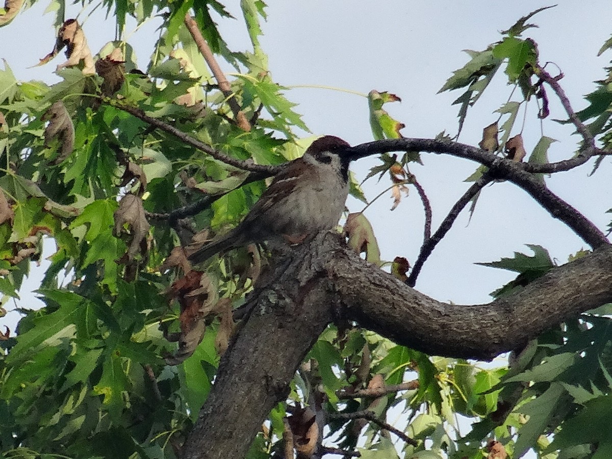 Eurasian Tree Sparrow - ML621065743