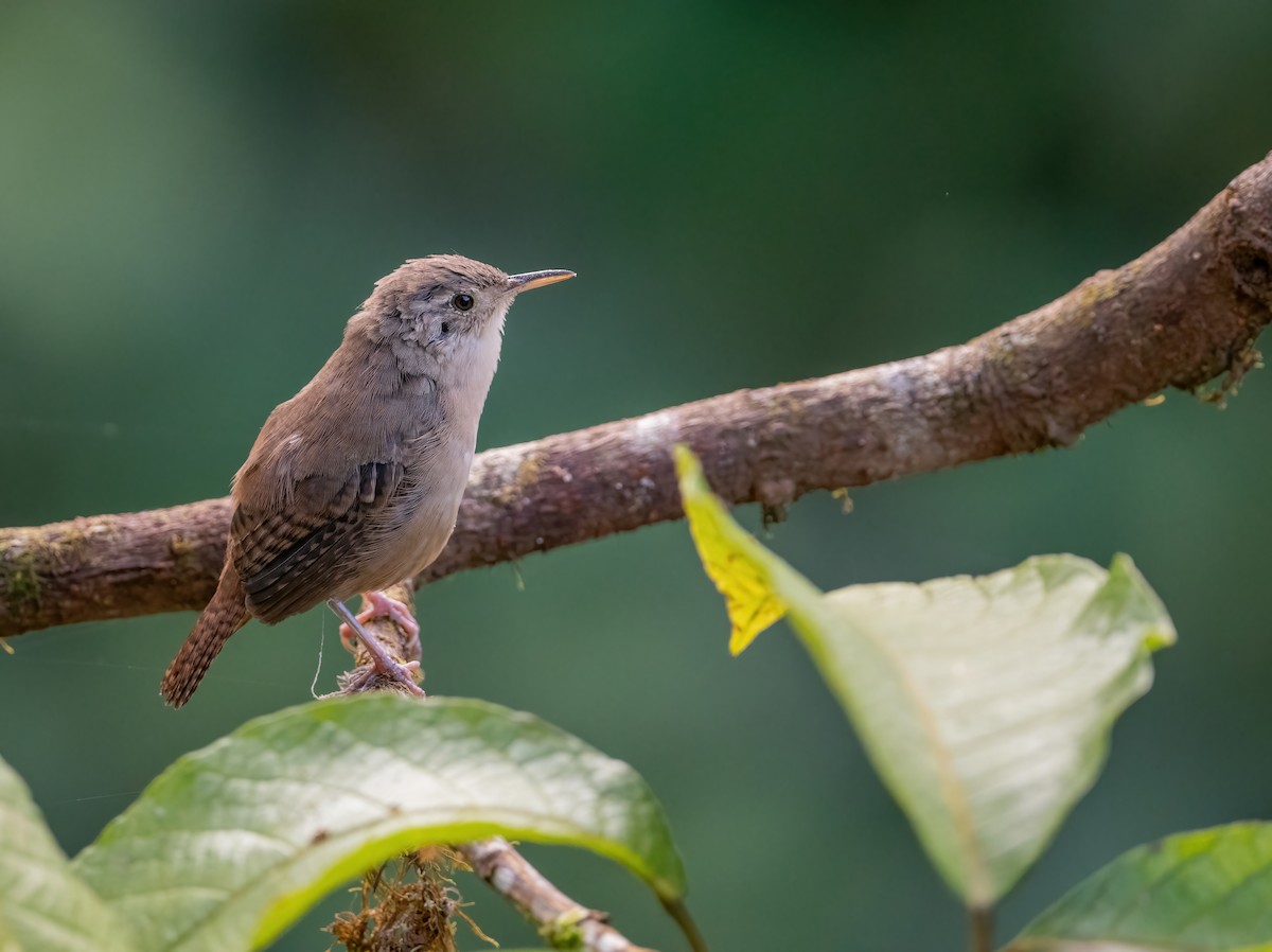 House Wren (Southern) - Leah Turner