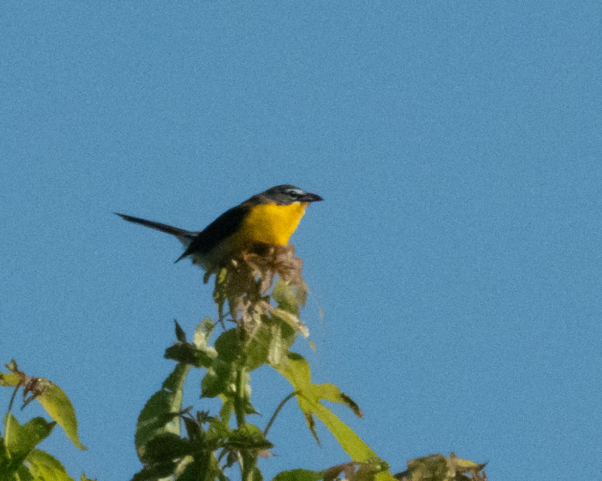 Yellow-breasted Chat - ML621065796